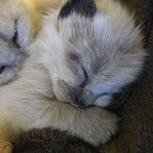 Meet your Posher, Ellen